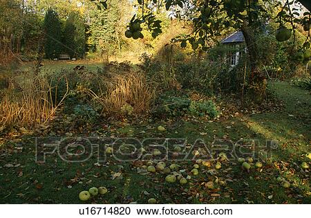 Stock Image - Lawn and trees in country garden in Autumn. Fotosearch