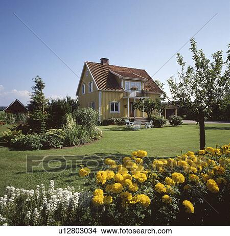 Lawn and yellow African marigolds in summer border in large country garden with small yellow house View Large Photo Image Picture - Lawn and yellow African marigolds in summer border in large country garden with small yellow house. Fotosearch