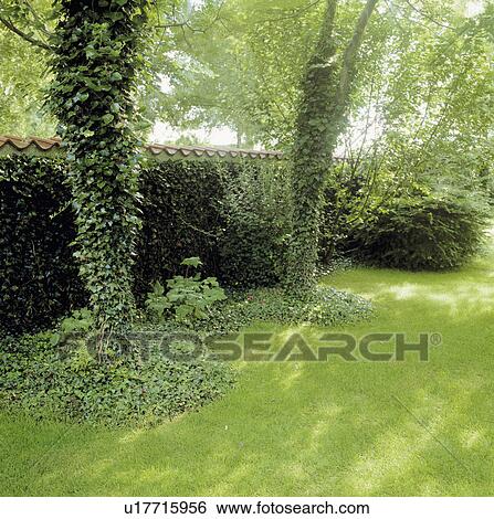 Stock Photograph - Lawn in summer country garden. Fotosearch