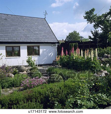 Stock Image - Lupins in front garden of white country cottage in summer. Fotosearch