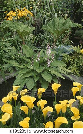Stock Photography - Lush plants and yellow calla liliesaround pond in country garden in summer. Fotosearch