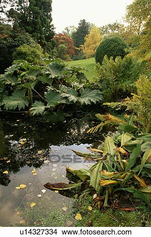 Picture - Lush plants around pond in country garden in summer. Fotosearch