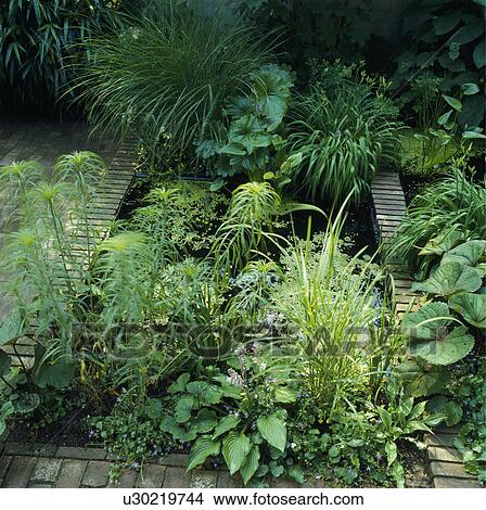 Picture - Lush plants around pond in country garden in summer. Fotosearch