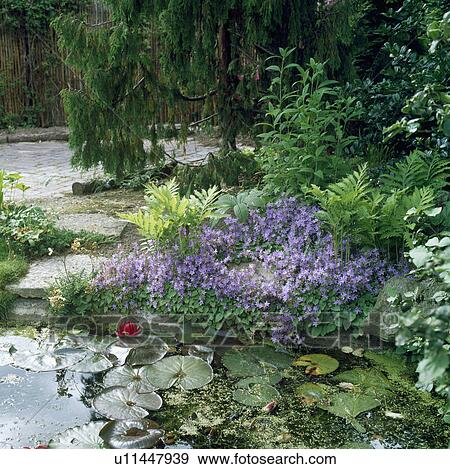 Lush plants around pond in country garden in summer View Large Photo Image Stock Photo - Lush plants around pond in country garden in summer. Fotosearch