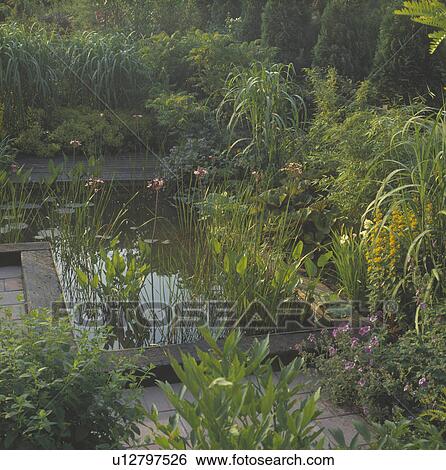 Stock Photograph - Lush plants around pond in country garden in summer. Fotosearch
