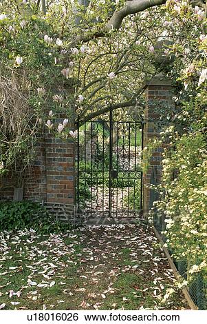 Stock Photograph - Magnolia petals on grass path in walled country garden with metal gate. Fotosearch