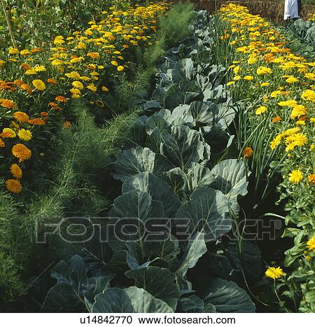 Marigolds and cabbages in large country vegetable garden in summer View Large Photo Image Stock Image - Marigolds and cabbages in large country vegetable garden in summer. Fotosearch