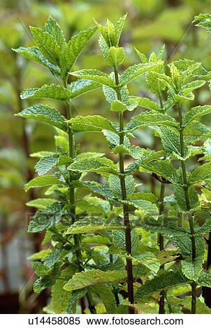 Stock Photography - mint, hr 483, herb, plants. Fotosearch