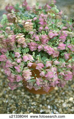 Nahaufnahme, von, klein, pflanze, mit, fahles rosa, und, grüne blätter