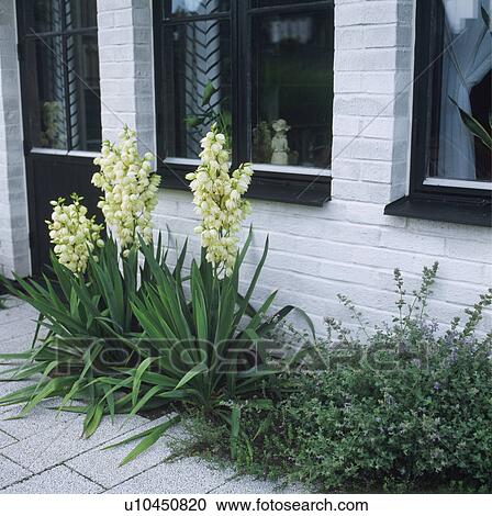 Stock Image - Narrow border of yuccas under windows in a white painted brick wall.. Fotosearch