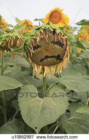 novelty, hr 683, yellow, sunflower, summer, plants View Large Photo Image Stock Photo - novelty, hr 683, yellow, sunflower, summer, plants. Fotosearch