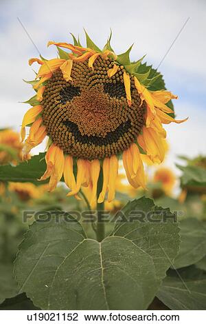 Stock Image - novelty, yellow, sunflower, summer, plants. Fotosearch