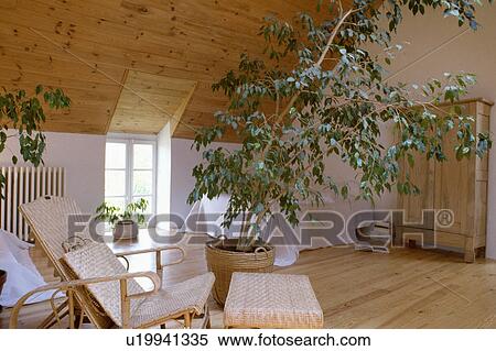 Old rattan chaiselongue and tall houseplant in large attic bedroom with wooden pine ceiling and wooden flooring View Large Photo Image Stock Photography - Old rattan chaiselongue and tall houseplant in large attic bedroom with wooden pine ceiling and wooden flooring. Fotosearch