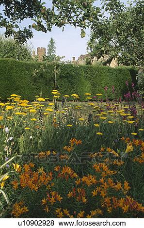 Stock Photo - Orange alstroemeria and yellow achillea in summer garden border with clipped hedge in background. Fotosearch