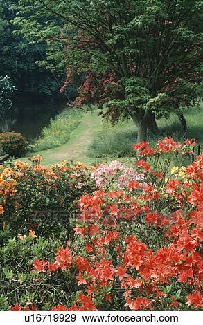 Stock Photo - Orange azalea in large country garden. Fotosearch