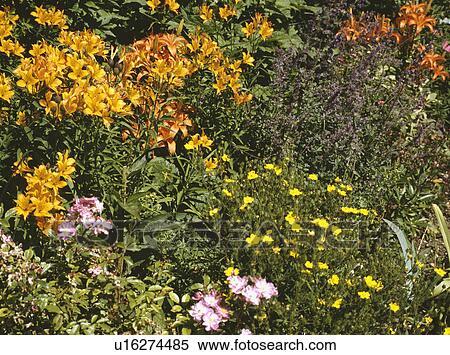 Stock Photography - Orange lilies and yellow potentilla in summer garden border with pink roses. Fotosearch