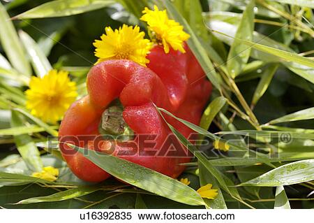 orange, outside, still-life, fruit, yellow, food View Large Photo Image Stock Photography - orange, outside, still-life, fruit, yellow, food. Fotosearch