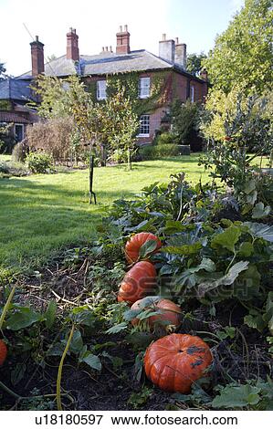 Stock Photo - Orange squashes in border of large country garden with Victorian house in the background. Fotosearch