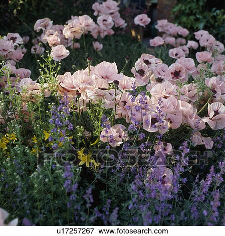 Stock Photo - Pale pink oriental poppies with catmint.. Fotosearch
