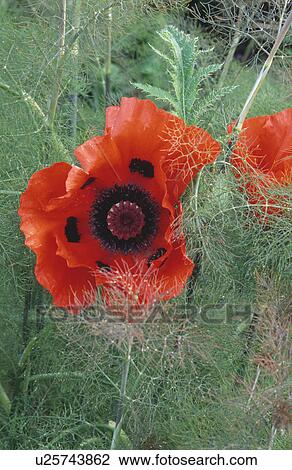 papaver orientale, fennel, foeniculum vulgare, red, poppy, plants View Large Photo Image Stock Image - papaver orientale, fennel, foeniculum vulgare, red, poppy, plants. Fotosearch
