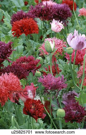 papaver, poppy, papaver somniferum, red, purple, annuals, plants View Large Photo Image Stock Image - papaver, poppy, papaver somniferum, red, purple, annuals, plants. Fotosearch