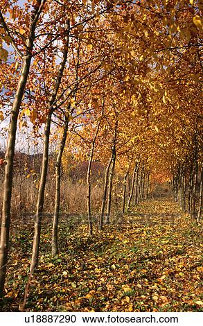 Stock Image - Path through trees in woodland garden in Autumn. Fotosearch