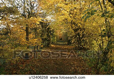 Stock Photo - Path through trees in woodland garden in Autumn. Fotosearch