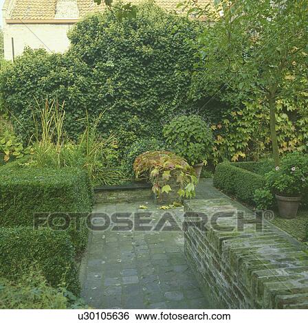 Paved path and clipped box in small walled garden View Large Photo Image Stock Photograph - Paved path and clipped box in small walled garden. Fotosearch