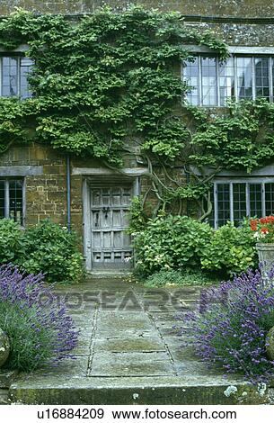 Paved path between lavender to traditional 18th century house in the country View Large Photo Image Stock Photo - Paved path between lavender to traditional 18th century house in the country. Fotosearch