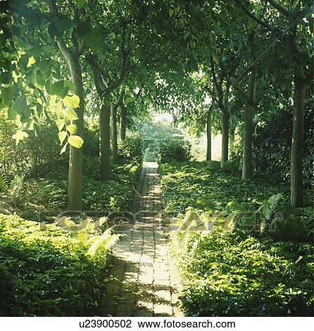 Paved path in through trees with lush underplanting in country garden in summer View Large Photo Image Stock Image - Paved path in through trees with lush underplanting in country garden in summer. Fotosearch