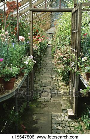 Stock Photograph - Paved path inside greenhouse. Fotosearch