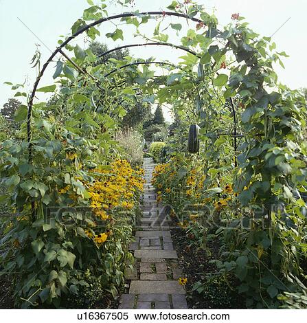 Stock Photography - Paved path through metal arch with runner beans in large potager garden in summer . Fotosearch