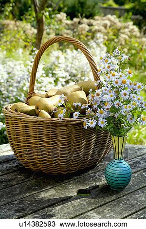 pears, hr 683, fruit, baskets, still-life, gardens View Large Photo Image Stock Image - pears, hr 683, fruit, baskets, still-life, gardens. Fotosearch