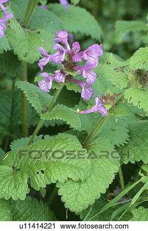 Stock Image - perennial, ballota nigra, wild, pastel, purple, hr 603, plants. Fotosearch