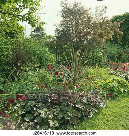 Perennial border with red dahlias offset by bronze/purple foliage of huechera and phormium. View Large Photo Image Stock Photo - Perennial border with red dahlias offset by bronze/purple foliage of huechera and phormium.. Fotosearch