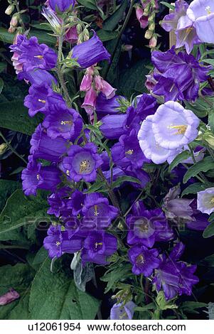 perennial, canterbury bell, summer, blue, campanula, hr 480, plants View Large Photo Image Picture - perennial, canterbury bell, summer, blue, campanula, hr 480, plants. Fotosearch