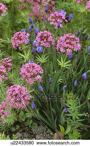 Stock Image - perennials, spring, pink, blue, plants. Fotosearch