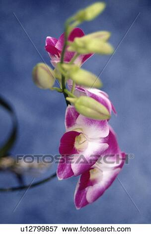 phalaenopsis, hr 644, orchid, pink, plants View Large Photo Image Stock Photo - phalaenopsis, hr 644, orchid, pink, plants. Fotosearch