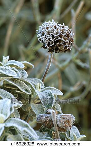 phlomis fruticosa, shrub, frost, plants View Large Photo Image Stock Photography - phlomis fruticosa, shrub, frost, plants. Fotosearch