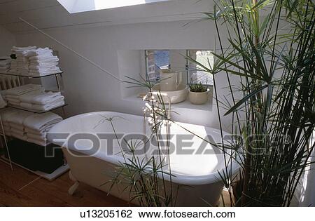 Pile of white towels on steel shelf unit beside white rolltop bath in whtie attic bathroom with tall green houseplant View Large Photo Image Stock Image - Pile of white towels on steel shelf unit beside white rolltop bath in whtie attic bathroom with tall green houseplant. Fotosearch