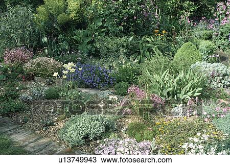Pink and blue flowering alpine plants in small rockery border View Large Photo Image Stock Image - Pink and blue flowering alpine plants in small rockery border. Fotosearch
