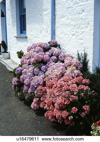 Pink and mauve hydrangeas in front of whitewashed cottage wall View Large Photo Image Stock Image - Pink and mauve hydrangeas in front of whitewashed cottage wall. Fotosearch