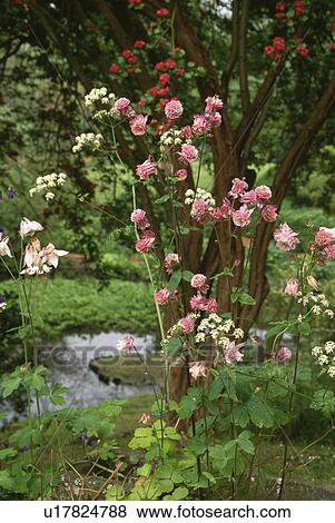 Pink aquilegia and small tree in large country garden in summer View Large Photo Image Stock Photo - Pink aquilegia and small tree in large country garden in summer. Fotosearch