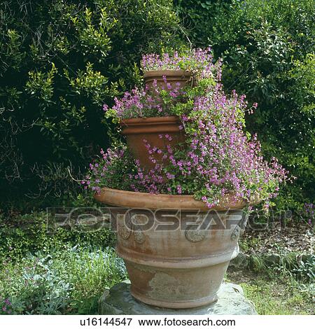 Pink aubretia in tiered terracotta pots View Large Photo Image Stock Photo - Pink aubretia in tiered terracotta pots . Fotosearch