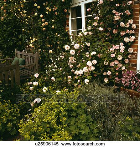 Pink climbing roses around window of small cottage View Large Photo Image Stock Photography - Pink climbing roses around window of small cottage. Fotosearch