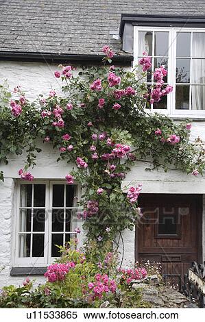 Stock Photography - Pink climbing roses on white cottage. Fotosearch