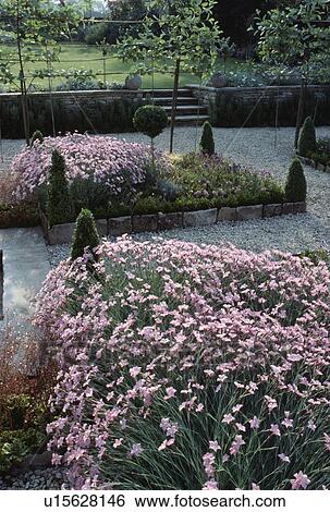 Pink dianthus "deltoides" in formal square beds in summer garden View Large Photo Image Stock Photograph - Pink dianthus "deltoides" in formal square beds in summer garden . Fotosearch