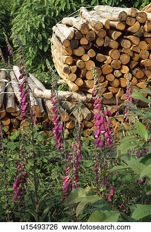 Pink digitalis and logs View Large Photo Image Stock Photograph - Pink digitalis and logs. Fotosearch