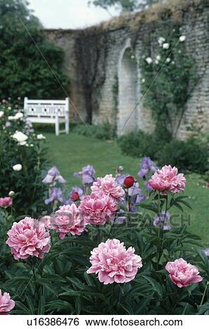 Pink double paeonies in walled garden with white bench in the background View Large Photo Image Stock Photograph - Pink double paeonies in walled garden with white bench in the background. Fotosearch