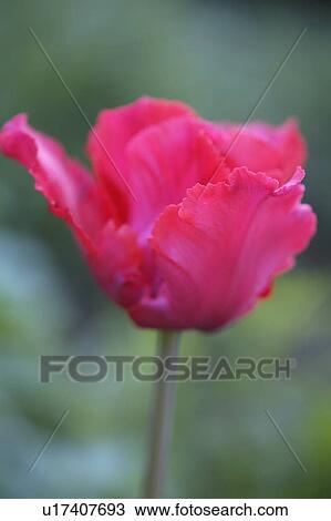 Stock Image - pink, flower, plant. Fotosearch